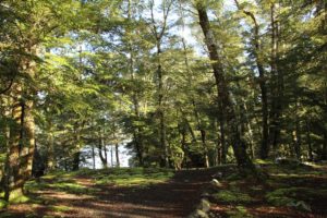 Walking track at Manapouri